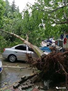 大树爆料视频大全最新,揭秘娱乐圈幕后真相  第2张